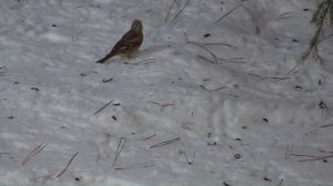 Что за птички затесались среди воробьев. Три птички, которые летают вместе с воробьями на кормушке