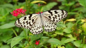 Музыка релакс, Потрясающе красивая музыка для души Сергей Грищук! Хочется слушать и слушать снова…