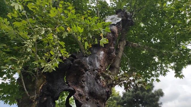 Как защищают старое дерево от гниения и насекомых ??? смотреть онлайн