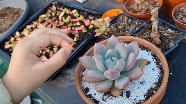 You must keep your succulents dry during winter . Dry succulents will tolerate the frost better смотреть онлайн