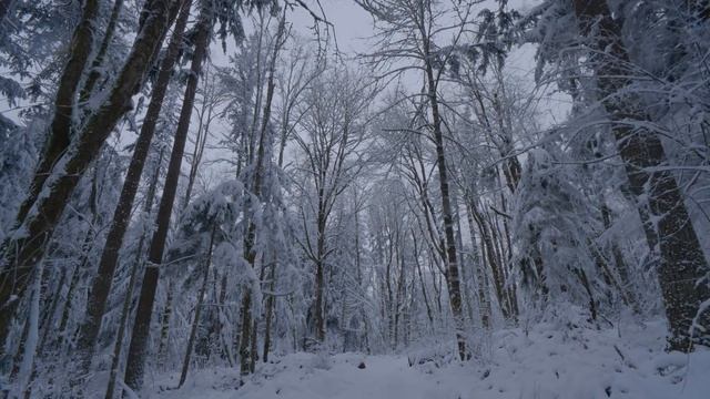 Walking in a Snow Forest №3 - Winter Forest Scenery 4K - Squak Mountain Fireplace Trail, WA - 2 HRS смотреть онлайн