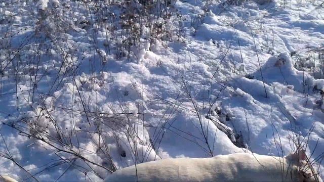 Питбуль и Стаффорд первое восхождение На Дерево смотреть онлайн