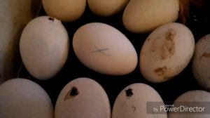 21 день инкубации. Инкубация гусиных яиц № 2 Инкубатор "Несушка", через два года можно выкинуть!!!