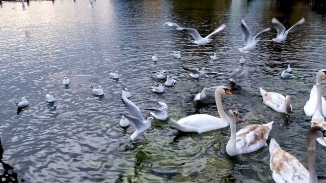 Наследник от бывшего ? Часть 10 #аудиорассказы #рассказы #любовь смотреть онлайн