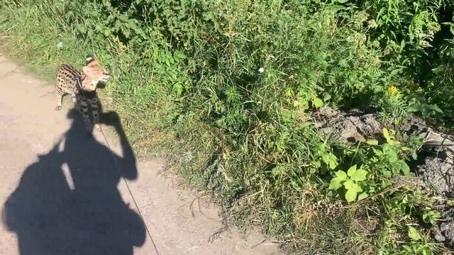 ПУТЕШЕСТВИЕ С СЕРВАЛОМ В КАРЕЛИЮ смотреть онлайн