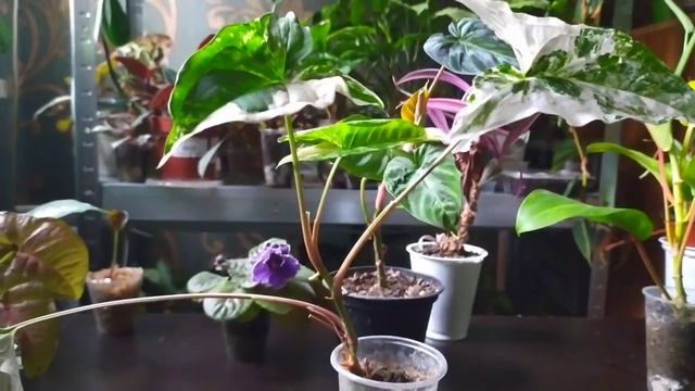 Комнатные цветы/Обзор/цветочные дела смотреть онлайн