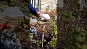 Ограждение для кустов из пластиковых труб.