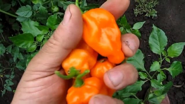Habanero Naranja Picante - Разновидность перца хабанеро