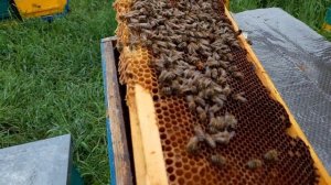 УНИКАЛЬНЫЙ МЕТОД ВЫВОДА ПЧЕЛИНЫХ МАТОК, матки облетелись.