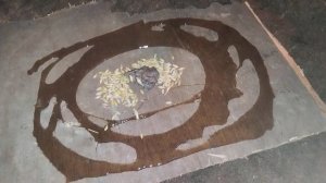 Ловля крысы на клей/как поймать крысу лëгкий способ. 1 часть