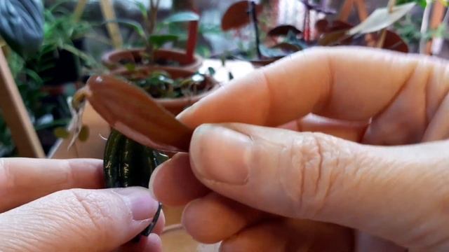 Цветы дома. Маленькая коллекция Пеперомий. смотреть онлайн