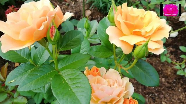 РОЗЫ. ЗАЩИТА ОТ БОЛЕЗНЕЙ. СХЕМА НА СЕЗОН смотреть онлайн