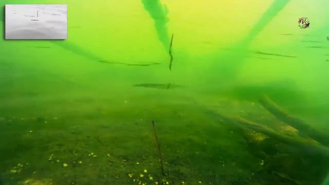 Поклевки на поплавочную удочку. Рыбалка на озере Карасун Краснодар. Съемка с 2-х камер. Fishin смотреть онлайн