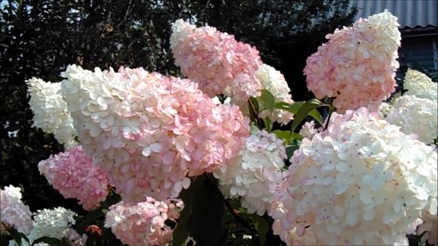 КАК ВЫРАСТИТЬ ШИКАРНЫЕ ГОРТЕНЗИИ смотреть онлайн