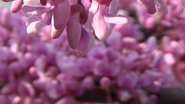 стихотворение ,,любимой,, смотреть онлайн