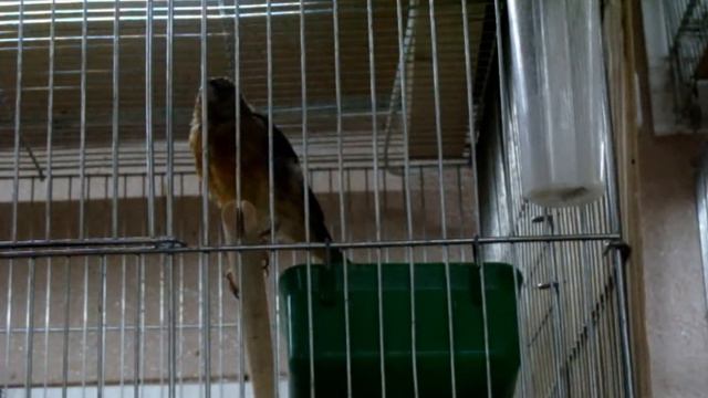 Пение гибрида щегла и канарейки смотреть онлайн