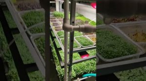 Гидропоника с нуля!Полный обзор гидропонной установки