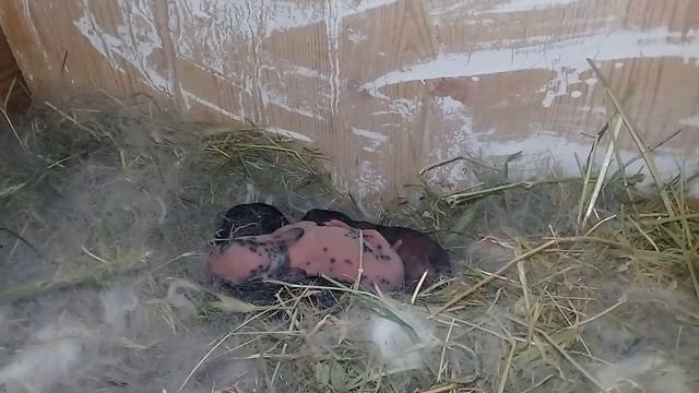 Порода Рекс Далматинец.Крольчиха и Новорожденные крольчата. смотреть онлайн