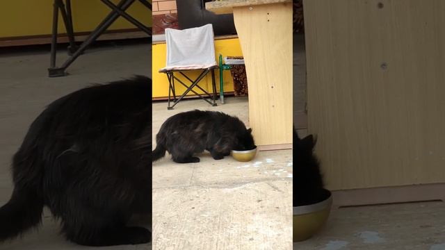 Дикий кот. К нам заходит только поесть.