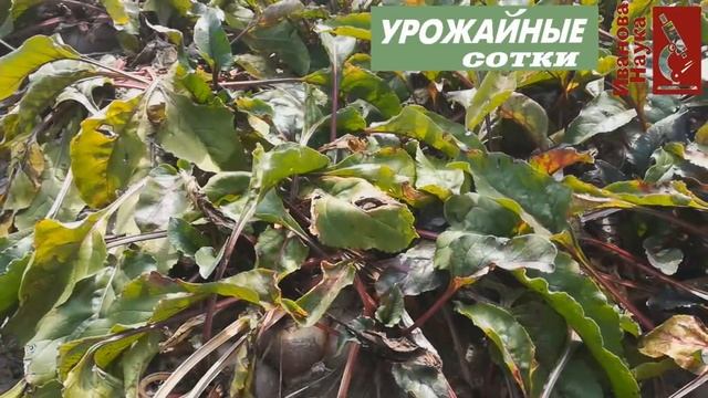Ликбез по СВЁКЛЕ: когда правильно убирать корнеплоды на хранение? смотреть онлайн