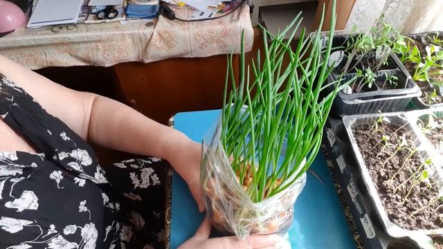 203. Зеленый лук на подоконнике. смотреть онлайн