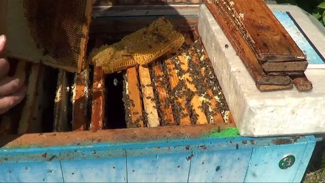 строительная рамка и клещ смотреть онлайн