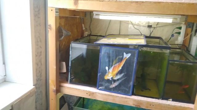 Новости. Решил отказаться от сомика Джули. Увеличиваю обороты по Тетра фон рио. смотреть онлайн