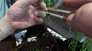 Пикируем лук эксибишен