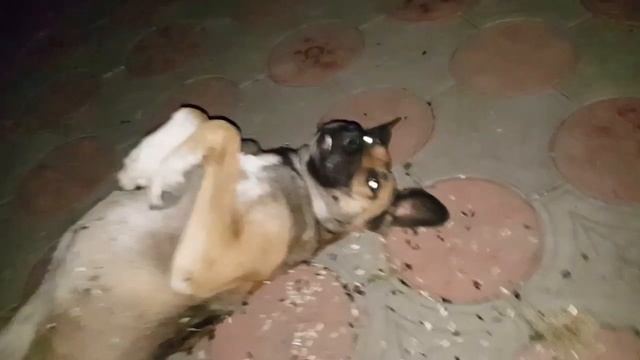 Животные тоже плачут. смотреть онлайн