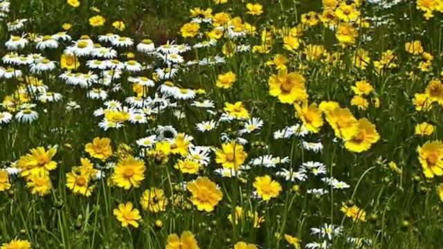 АХ, ЭТОТ ДЕНЬ РОЖДЕНИЯ смотреть онлайн