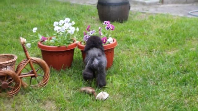 Щенок той пуделя Тима с игрушкой в 3 мес смотреть онлайн