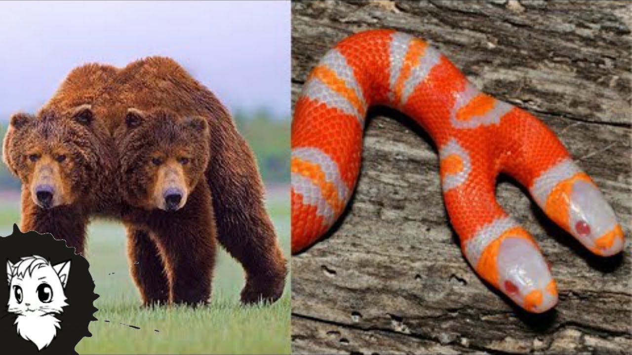 ПОСМОТРИ НА ЭТИХ ДВУХГОЛОВЫХ ЖИВОТНЫХ, ТЫ БУДЕШЬ В ШОКЕ [Белый кот] смотреть онлайн