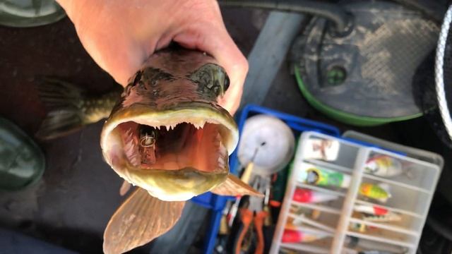 Будни аквариумиста | Рыбалка ? смотреть онлайн