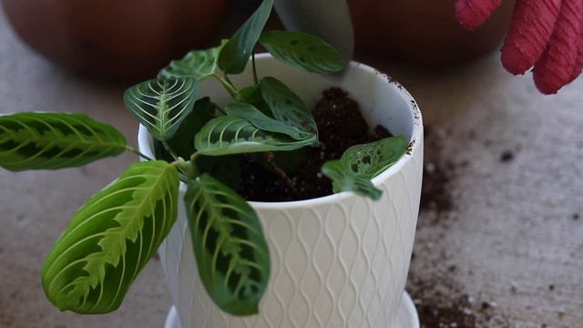 I Saved & Revived My Prayer Plant! | How I Rescue Dying Houseplants смотреть онлайн