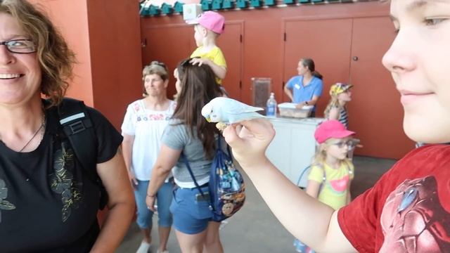 Зоопарк в горах Колорадо Спрингс. смотреть онлайн