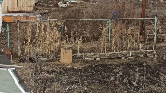 Жизнь Дачная #87. Последние съемки Шоколадика смотреть онлайн