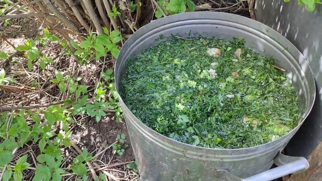 52. СУПЕР УДОБРЕНИЕ для ТОМАТОВ, ПЕРЦЕВ, БАКЛАЖАНОВ. Заменит и навоз и куриный помет. смотреть онлайн