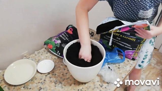 Пересаживаем цветок Мужское счастье. смотреть онлайн