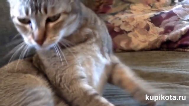 Чаузи - породы кошек