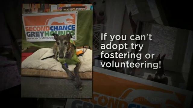 Adopt A Greyhound смотреть онлайн