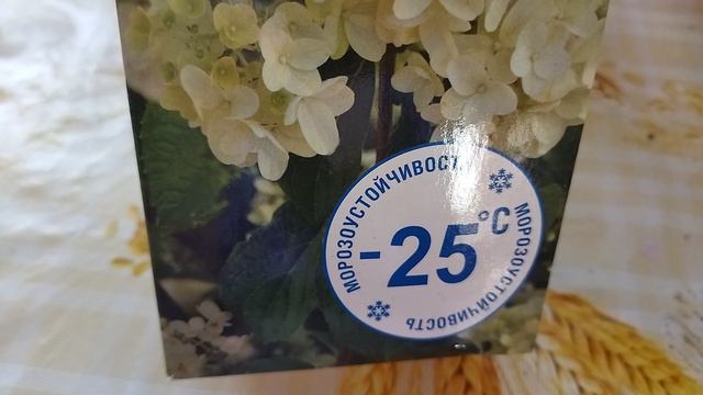 Покупка и посадка гортензии