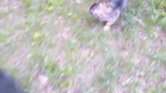 Щенок с папой мамой, помесь той терьера и каликового пинчера смотреть онлайн