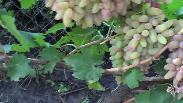 Сорт Винограда Надежда УкрНИИ. Урожай. Виноград 2018. смотреть онлайн