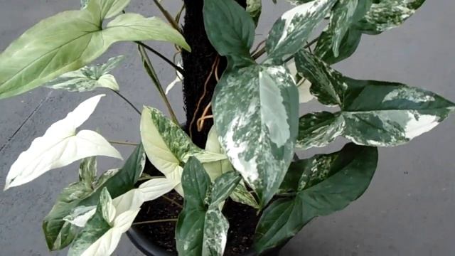 Syngonium Variegata - Albo-variegatum смотреть онлайн