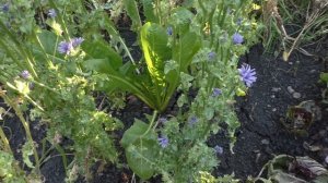 Цикорий салатный (эндивий) и цикорий кочанный "Пала росса" / Cichorium intybus var. foliosum