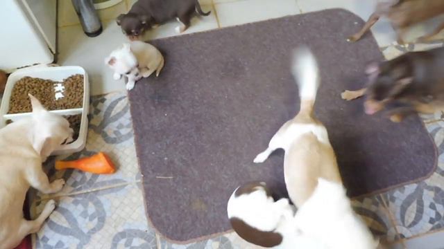 #МАРИМИСТИКФОРТУНА - БУДНИ НАШЕГО ПИТОМНИКА #КУПЛЮЧИХУАПРОДАЮЩЕНКА#МАРИМИСТИКПИТОМНИКРКФ смотреть онлайн