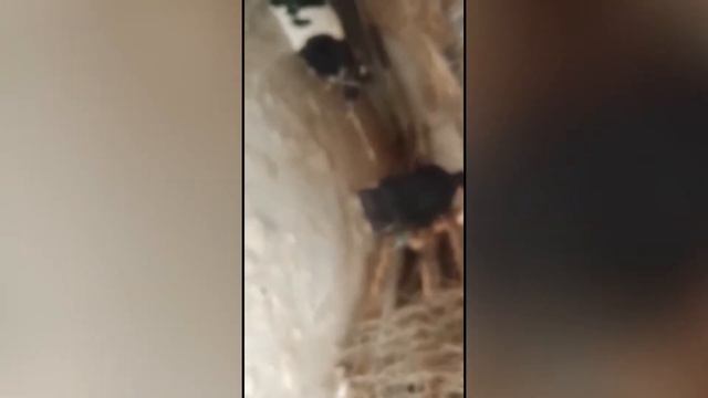 Сель смотреть онлайн