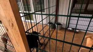 ДРАКА ПИТБУЛЕЙ КИМИ И ГРАФА !!! Разнял дерущихся собак. Не поделили мяч !! Питбули драгон лайф драк