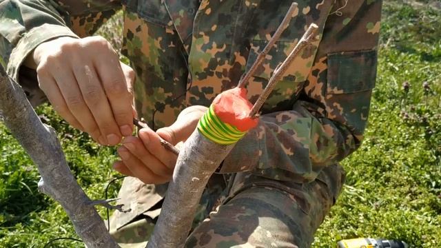ПРИВИВКА ДРЕЛЬЮ / grafting plum drill смотреть онлайн