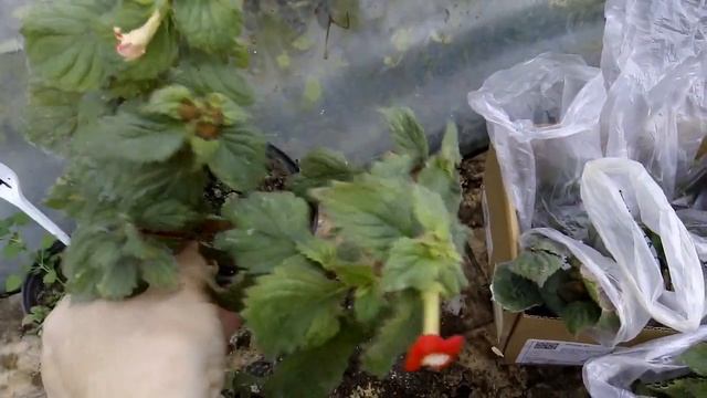 С ахименесами завершаю смотреть онлайн